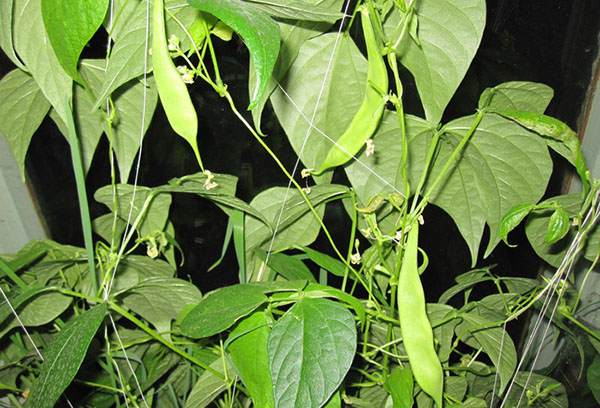 Haricots sur le rebord de la fenêtre