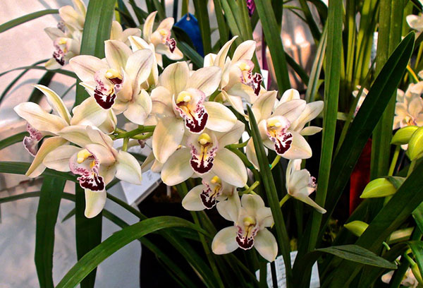 Blommande cymbidium