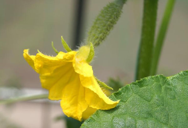 Fleur de concombre