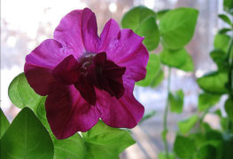 Pétunia en fleurs sur le rebord de la fenêtre