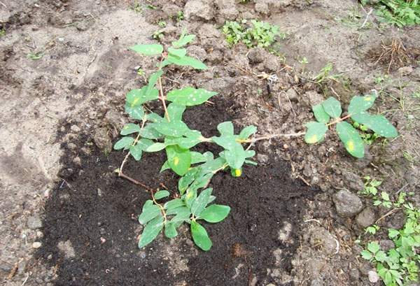 Plantation de chèvrefeuille