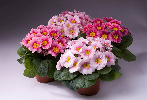 Blommande primroses i krukor