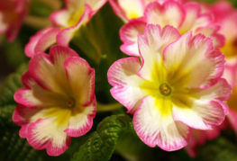 Blommande primrose