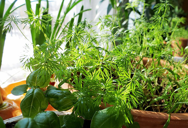 Verdure sur la loggia