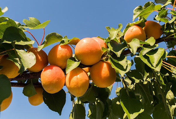 Fruits sur branche d'abricot