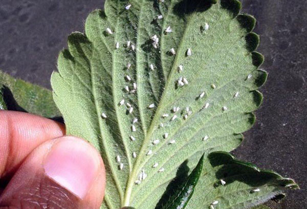 Mouche blanche sur une feuille de fraise