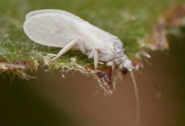 Whitefly