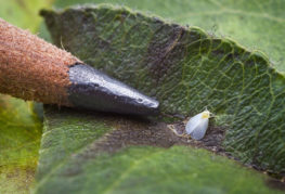 Whitefly