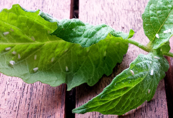 Mouche blanche sur feuille de tomate