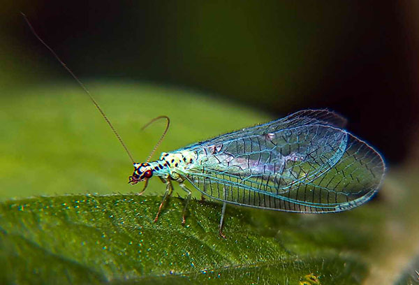 Lacewing