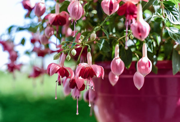 Pot fuchsia