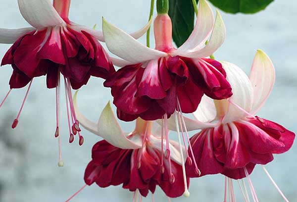 Fuchsia blommar