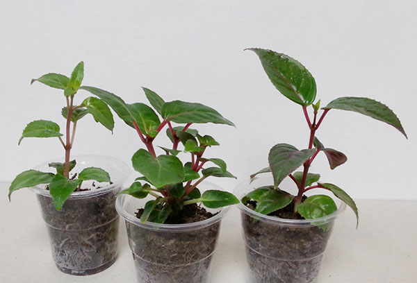 Propagation fuchsia