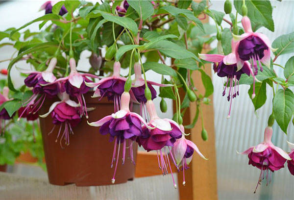 Pots fuchsia