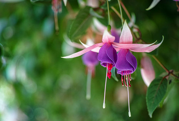 Fleurs fuchsia