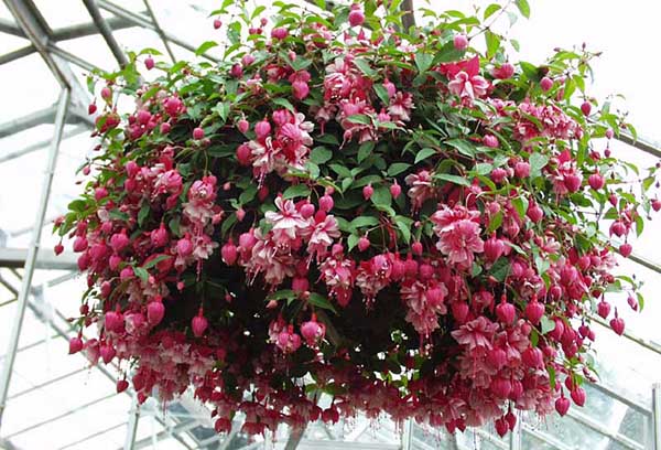 Fuchsia krukor