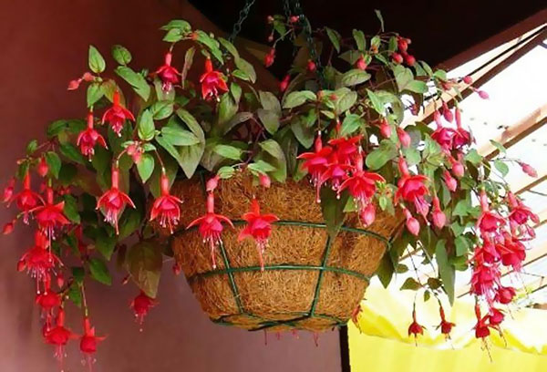 Fuchsia i krukor