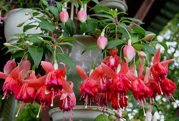 Blommande fuchsia