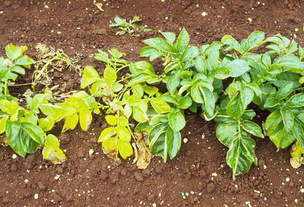 Buisson de pommes de terre affecté par le nématode