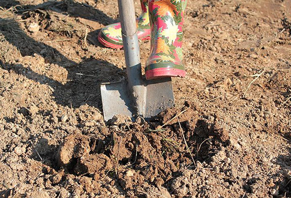 Creuser un potager en automne