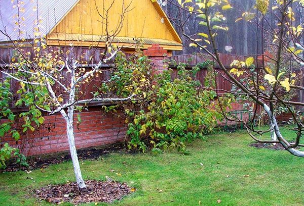 Jeunes pommiers dans le jardin