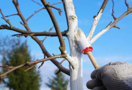 Protection des pommiers contre le scolyte