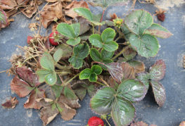 Fraise endommagée par un nématode