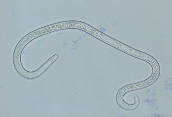 Nématodes au microscope