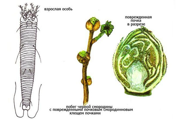 Бъбречна акара