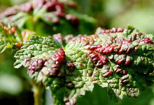 Feuille de cassis endommagée par la cécidomyie