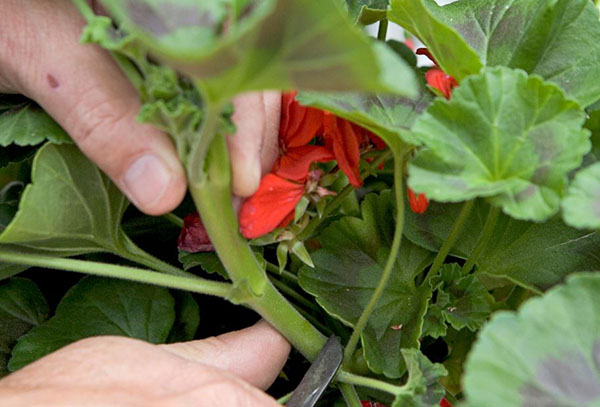 Taille d'un géranium en fleurs