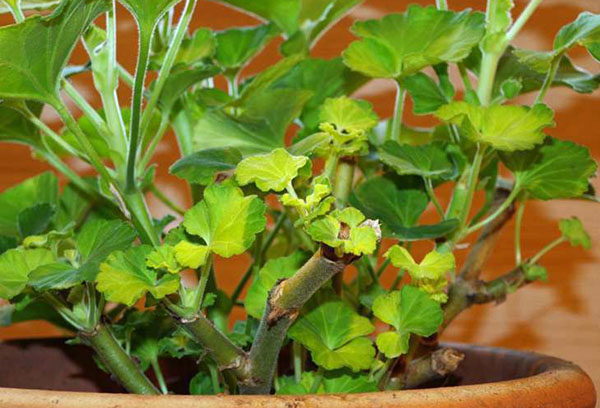 Pelargonium après la taille