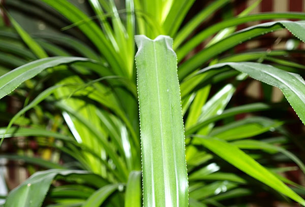 Feuille de Pandanus