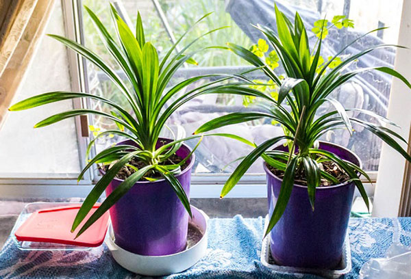 Pots de Pandanus