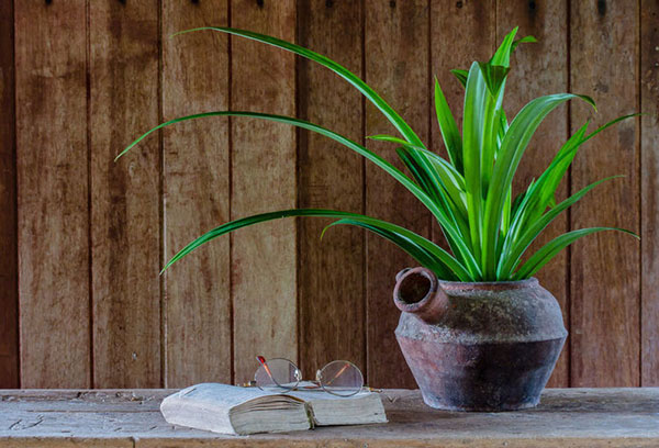 Pandanus i en kruka