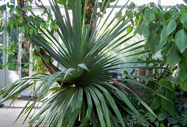 Pandanus i vinterträdgården