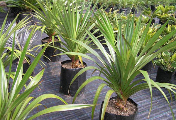 Pandanus dans la crèche