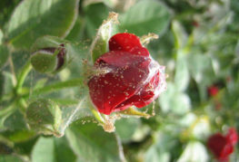 Tétranyque sur un bouton de rose