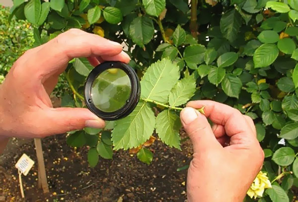 Trouver un tétranyque sur une rose