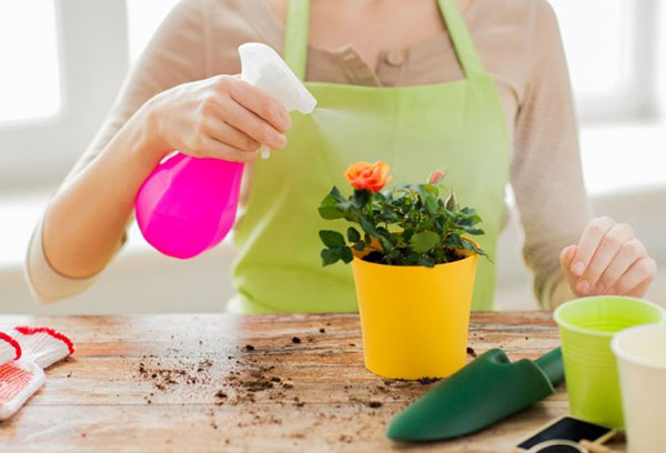 Transplanter une rose de chambre