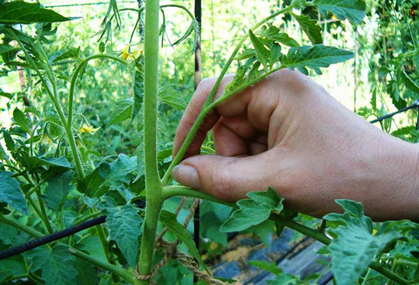 Pâturage de tomates