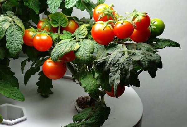 Variété de tomates naines