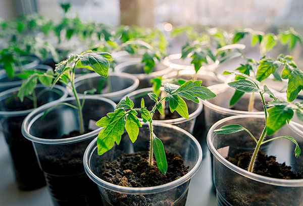 Semis de tomates