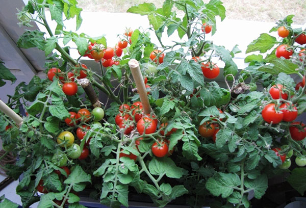 Cultiver des tomates sur un rebord de fenêtre