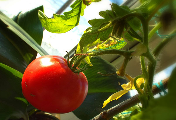 La maturation de la tomate sur le rebord de la fenêtre