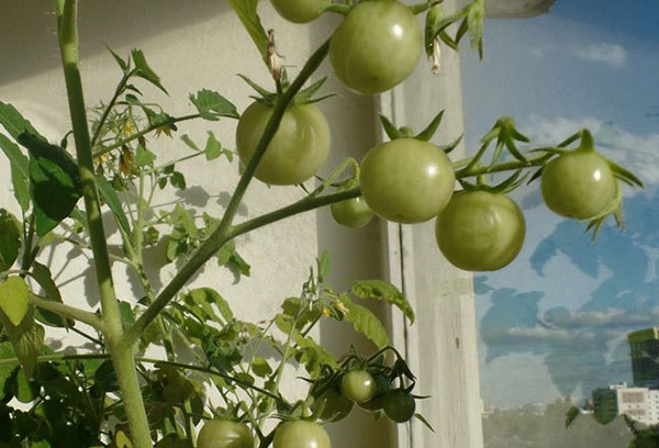 Ovaire de tomate sur le rebord de la fenêtre