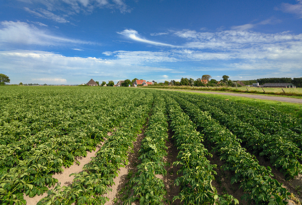 Champ de pommes de terre