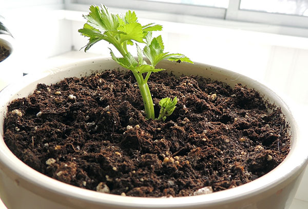 Céleri dans un pot