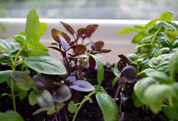 Basil sur le rebord de la fenêtre