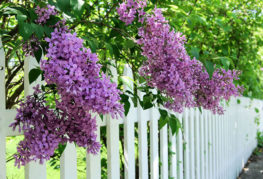 Lilas le long de la clôture